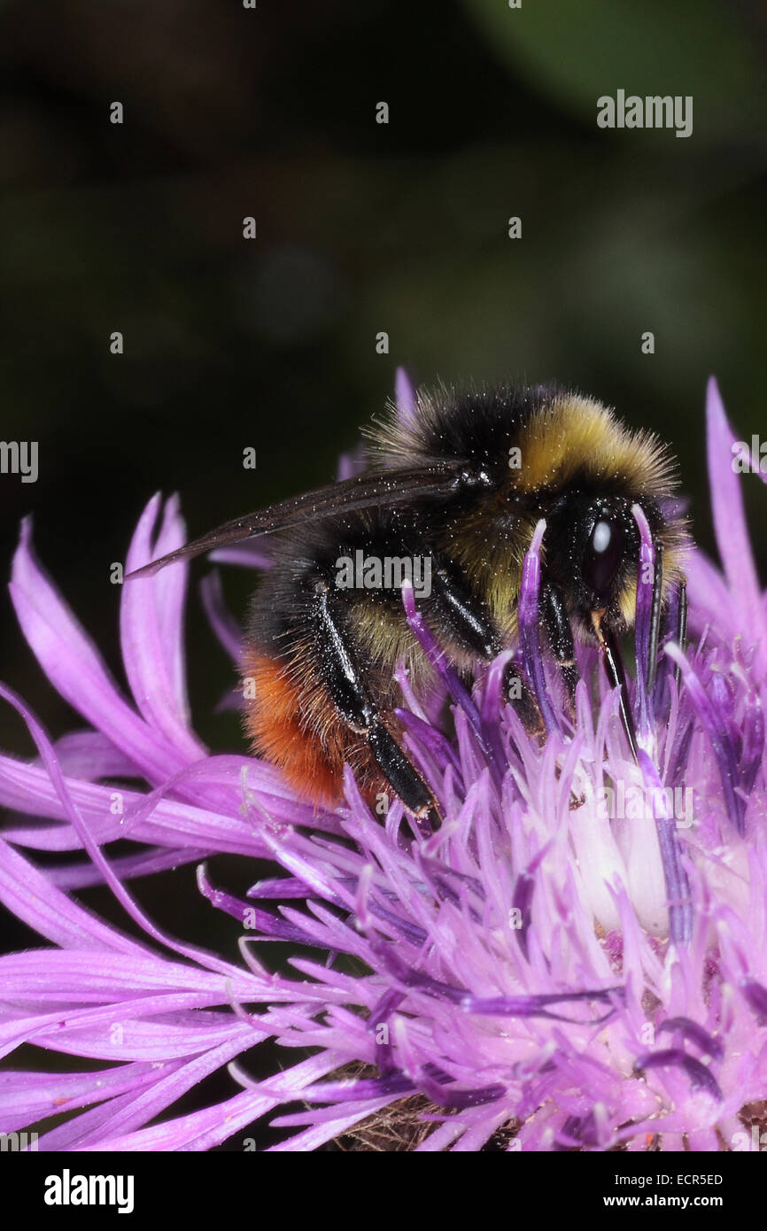 I prati bumblebee (Bombus pratorum) simili a visitare i fiori di prato Fiordaliso (Centaurea jacea L.) a causa del nettare e del polline. Foto: Klaus Nowottnick Data: 16 Luglio 2009 Foto Stock