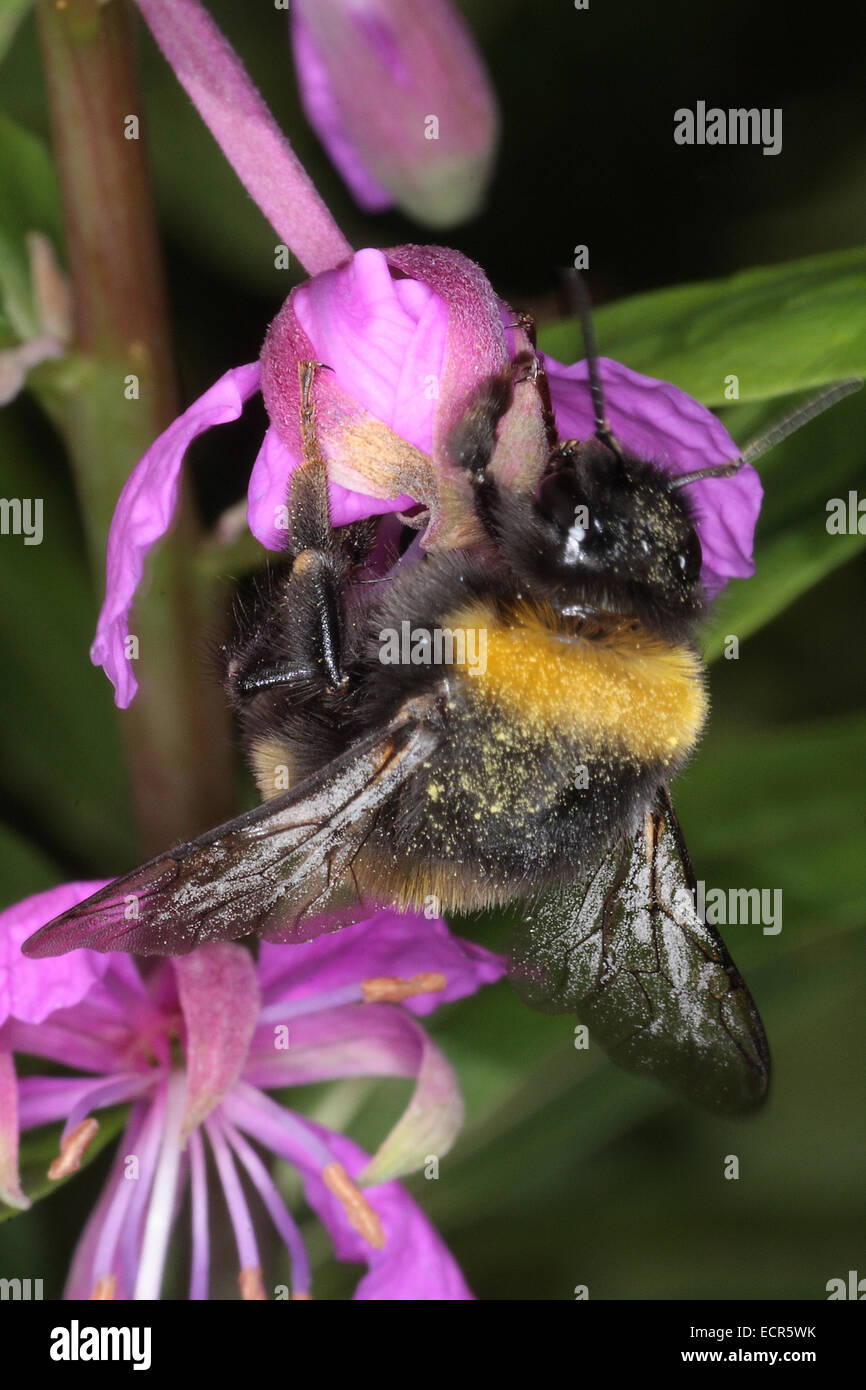 La foresta bumblebee (Bombus Sylvarum) simili a visitare i fiori di strette-lasciato (fireweed Epilobium angustifolium L.) a causa del nettare e del polline. Foto: Klaus Nowottnick Data: 16 Luglio 2009 Foto Stock