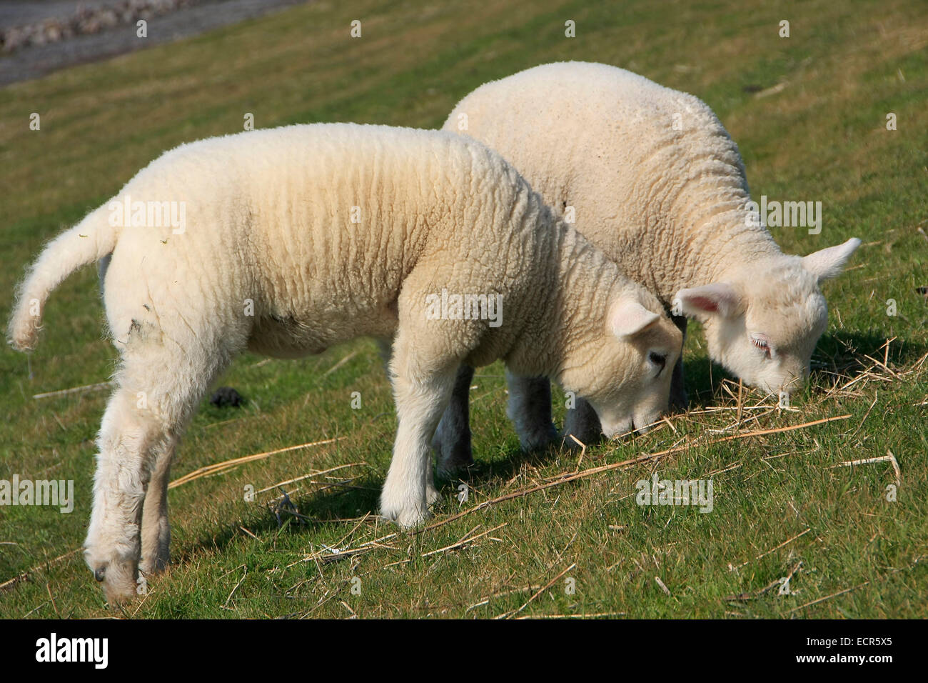Schafe am Deich von Dunsum auf der Insel Föhr. Die Schafe am Deich sind Küstenschützer. Deiche, die viele jahre von Schafen beweidet werden, halten auch vielfach Sturmfluten stand. Schafe haben einen tiefen Biss. Die Grasnarbe bleibt Kurz und hat starke Bestockung. Das ergibt eine gute Erosionsbeständigkeit. Zusätzlich wird der Deich durch den Tritt der Schafe verfestigt. Foto: Klaus Nowottnick Datum: 19.04.2014 Foto Stock