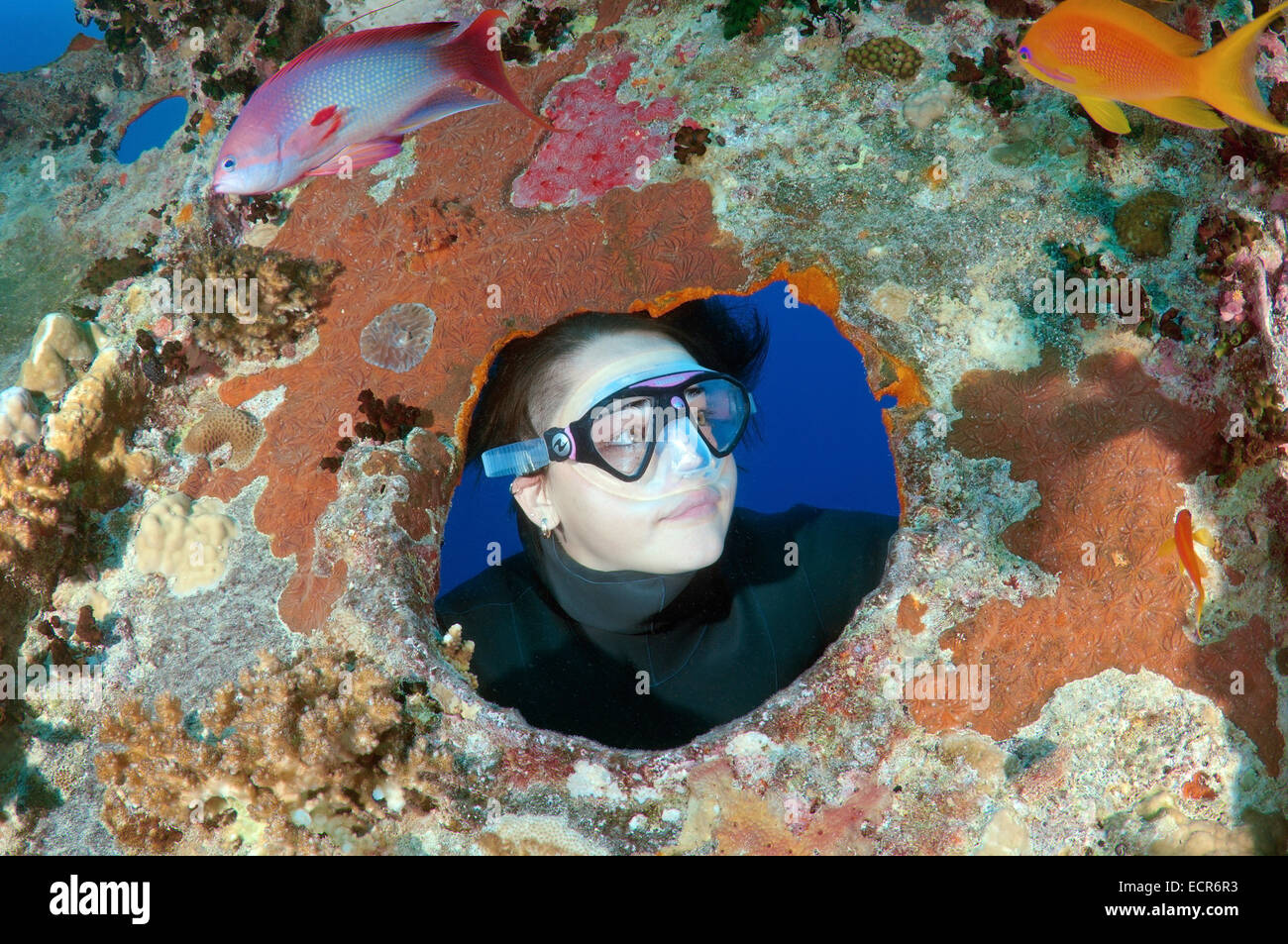 Freediver guarda fuori dalla finestra del naufragio SS Thistlegorm (armate britanniche Marina Mercantile nave), Mar Rosso, Egitto Foto Stock