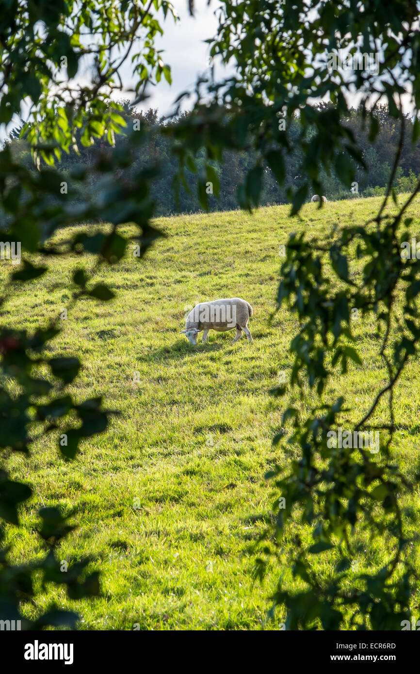 Retroilluminato a pascolo di ovini in campo visto attraverso gli alberi i Cotswolds Rissington superiore Gloucestershire in Inghilterra Foto Stock