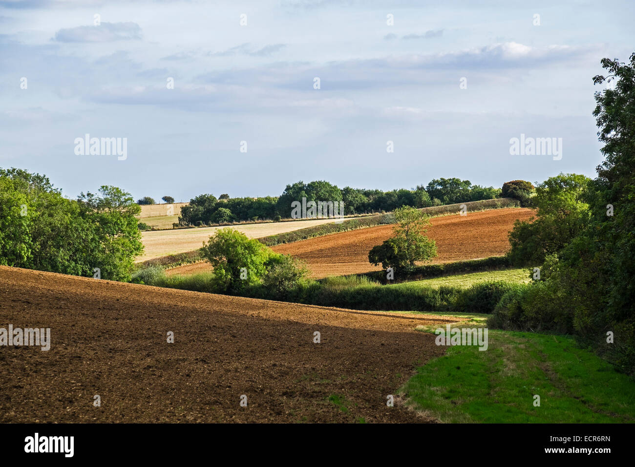 Campagna di laminazione e campi in Cotswolds Rissington superiore Gloucestershire in Inghilterra Foto Stock