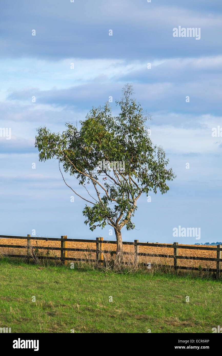 Un albero e una recinzione rurale scena Cotswolds Rissington superiore Gloucestershire in Inghilterra Foto Stock
