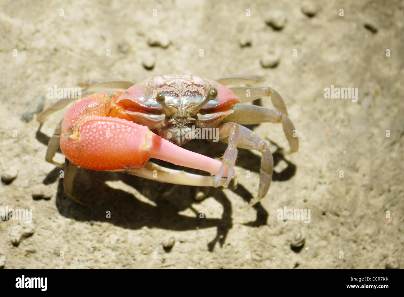 Un Rosso Fiddler Crab Foto Stock