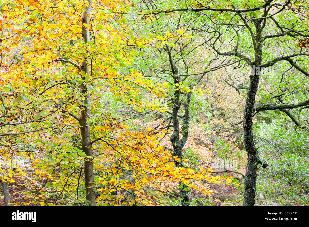 Woodland durante l'autunno. Alberi in Padley Gorge, Peak District, Derbyshire, Inghilterra, Regno Unito. Foto Stock