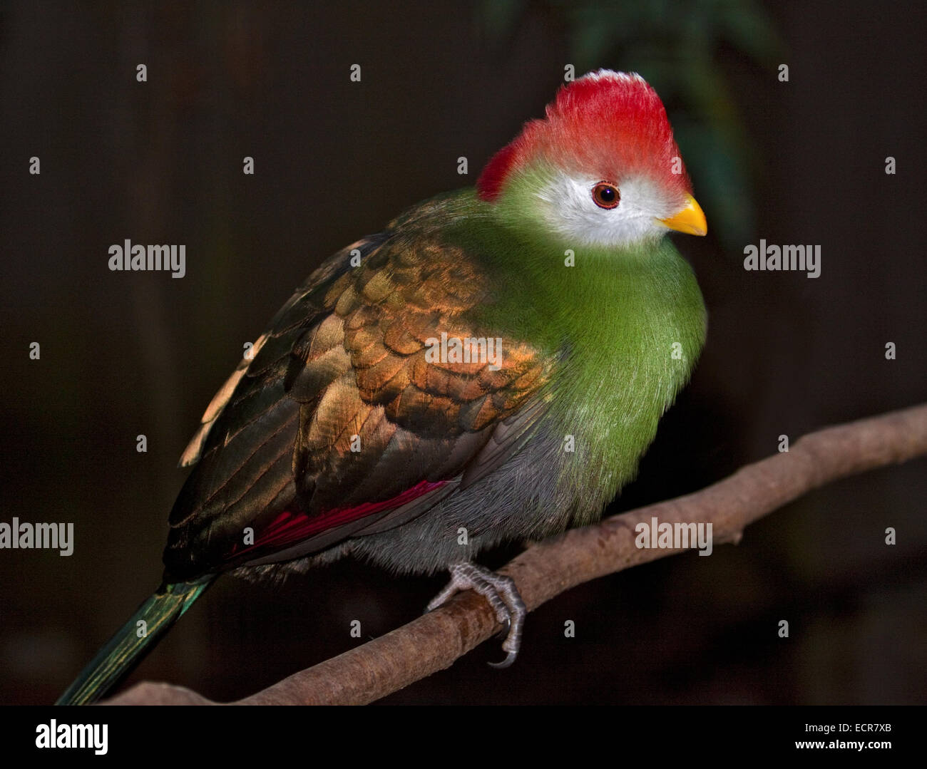 Red Crested's Turaco (tauraco erythrolophus) Foto Stock