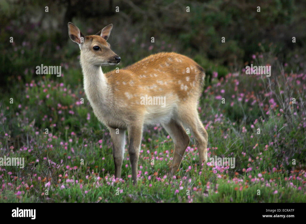 Sika vitello in heather. Dorset, Regno Unito Foto Stock