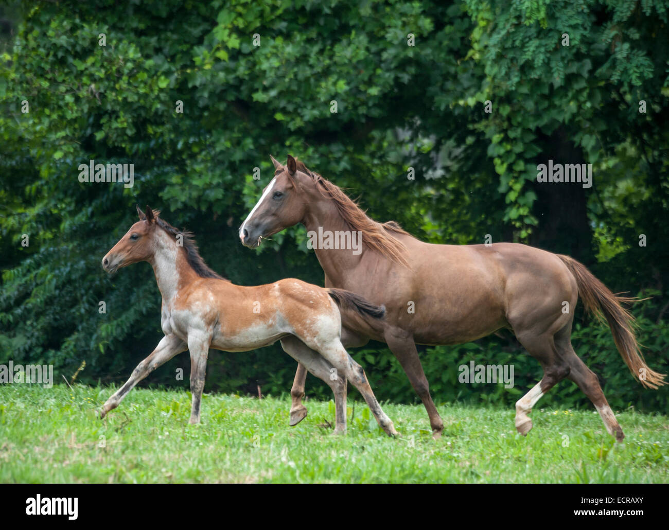 Quarter Horse mare e puledro Foto Stock