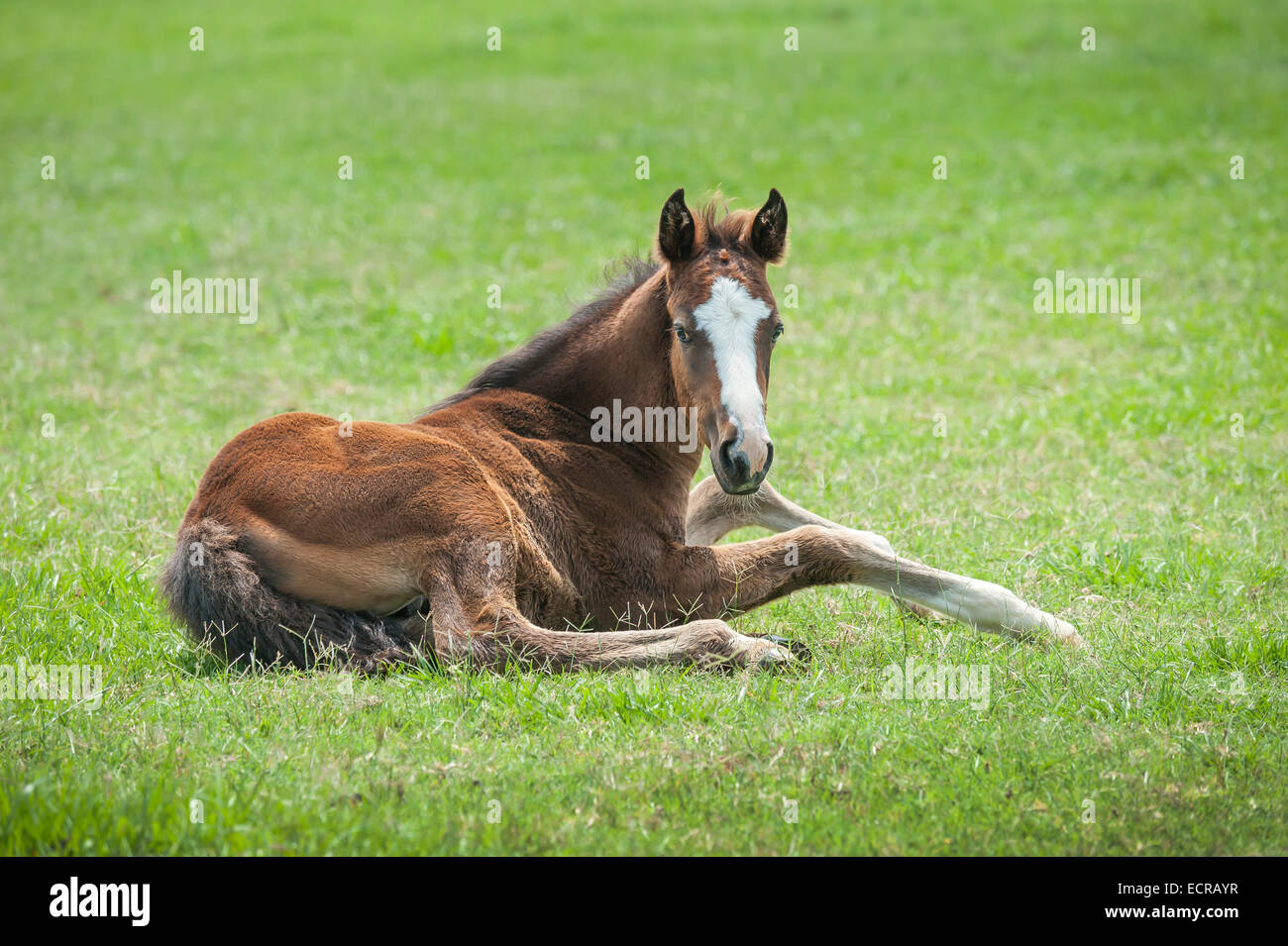 Quarter Horse puledro giacente in erba Foto Stock