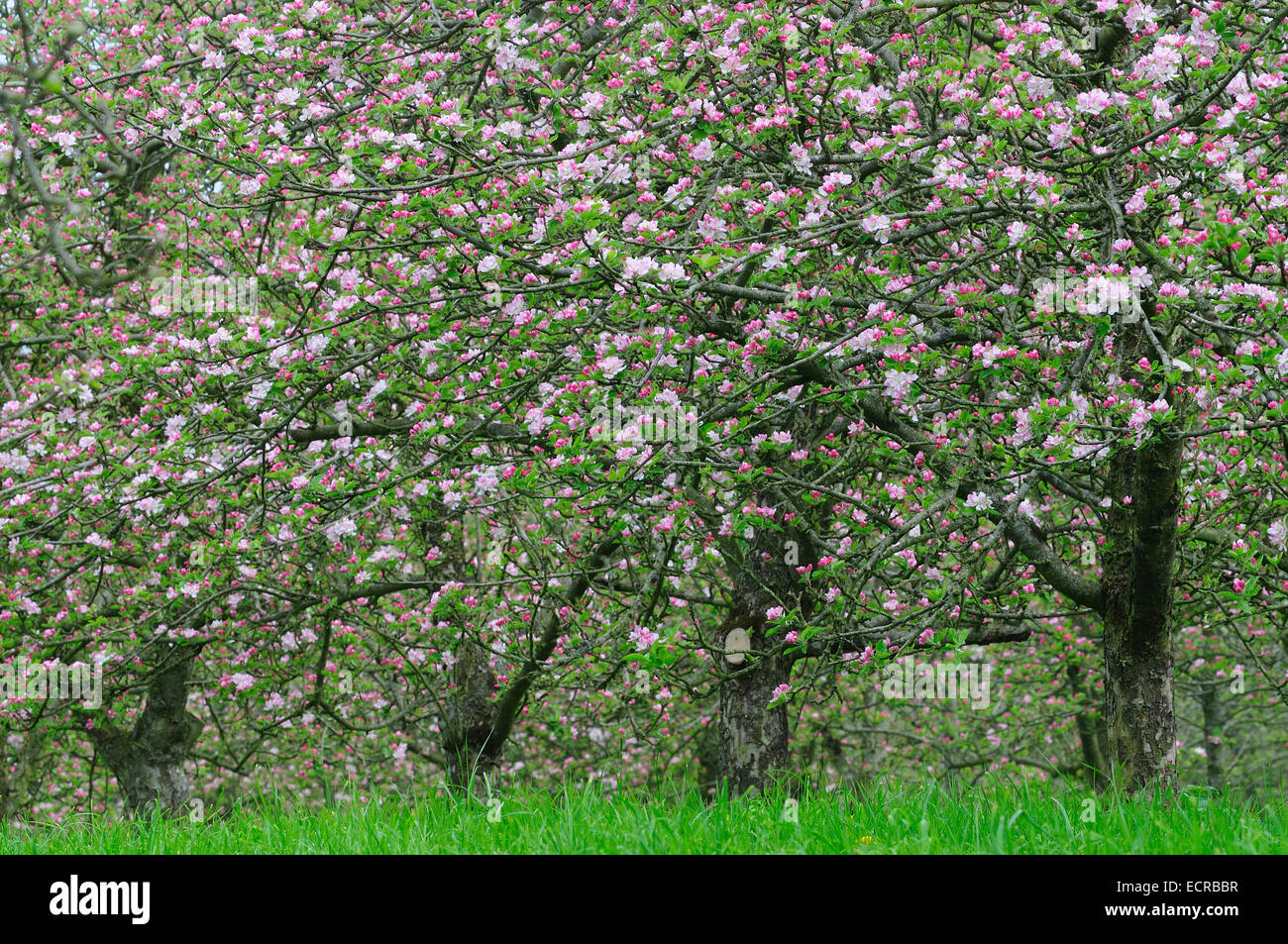 Il sidro di mele apple di frutteti in fiore, vicino Oriente Lambrook, Somerset, Regno Unito Foto Stock