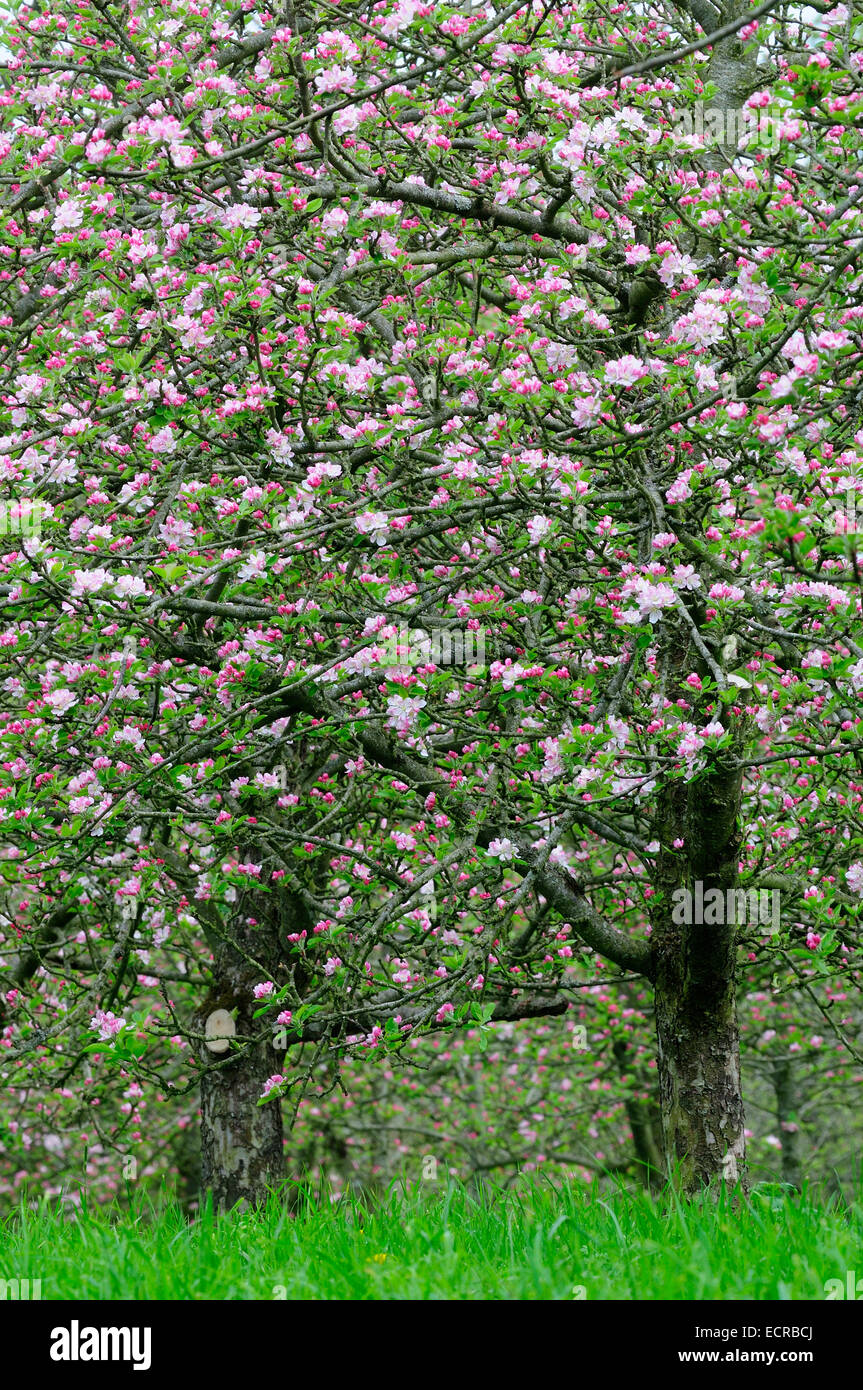 Il sidro di mele apple di frutteti in fiore, vicino Oriente Lambrook, Somerset, Regno Unito Foto Stock