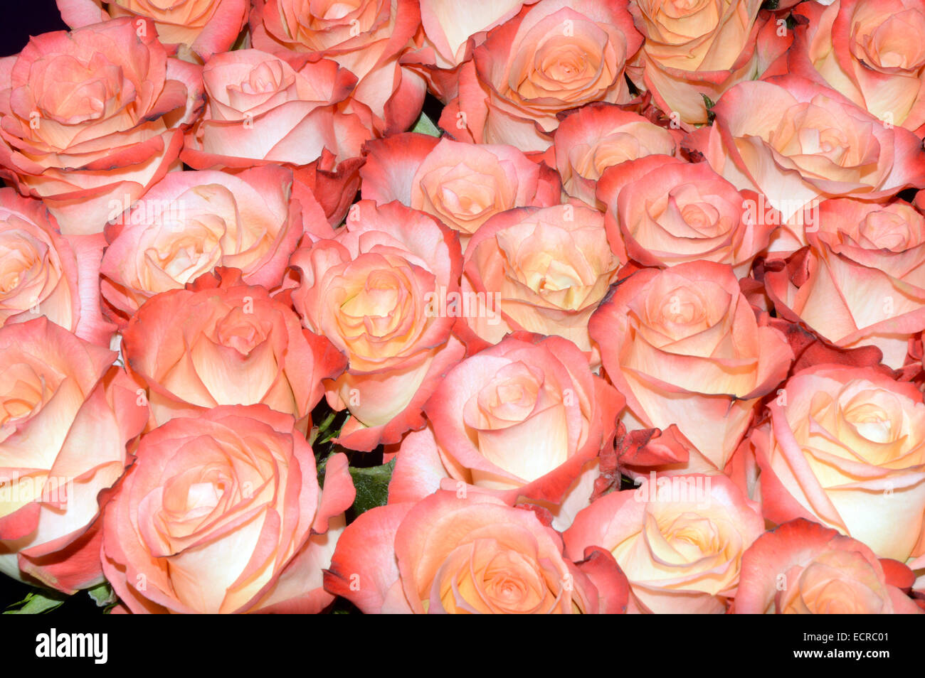 Molti Red-Pink-Rose giallo profumo inebriante Foto Stock