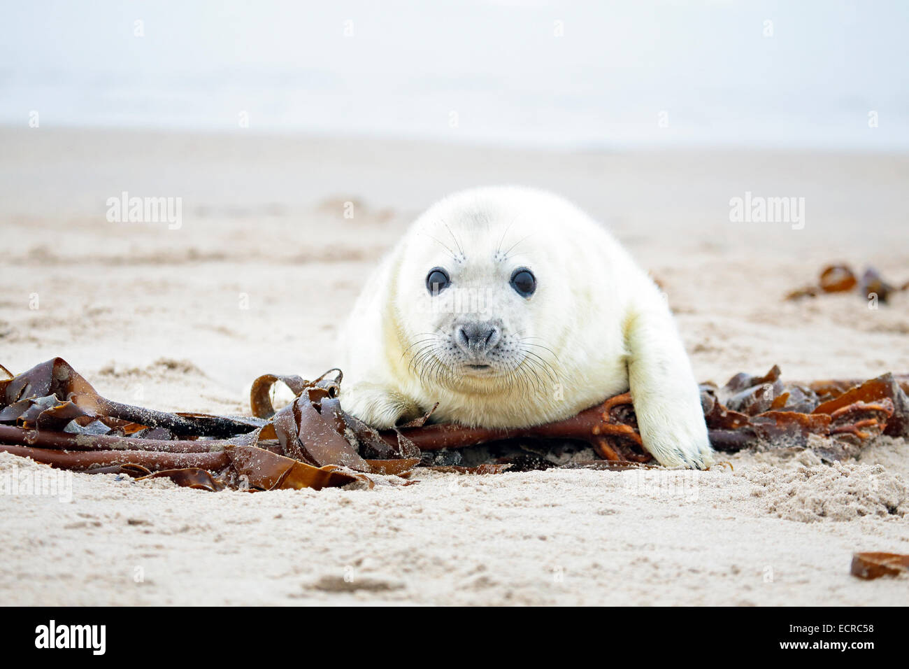 Baby guarnizione grigio (Halichoerus grypus) rilassante sulla spiaggia Foto Stock