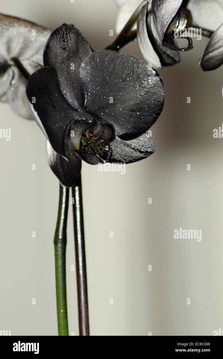 L'orchidea nera immagini e fotografie stock ad alta risoluzione - Alamy