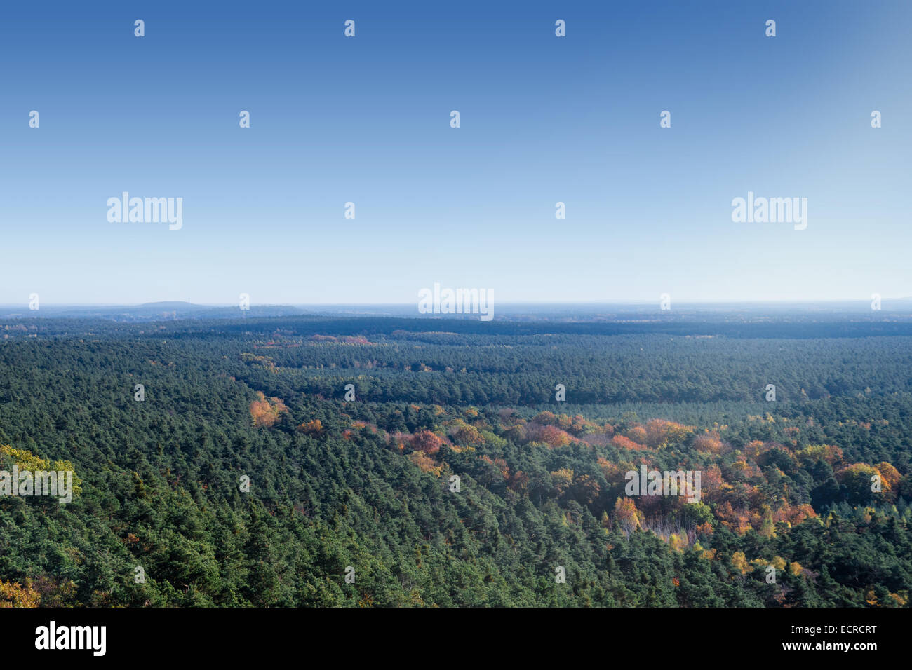 Vista su una foresta autunnale, cielo blu e la luce del sole Foto Stock