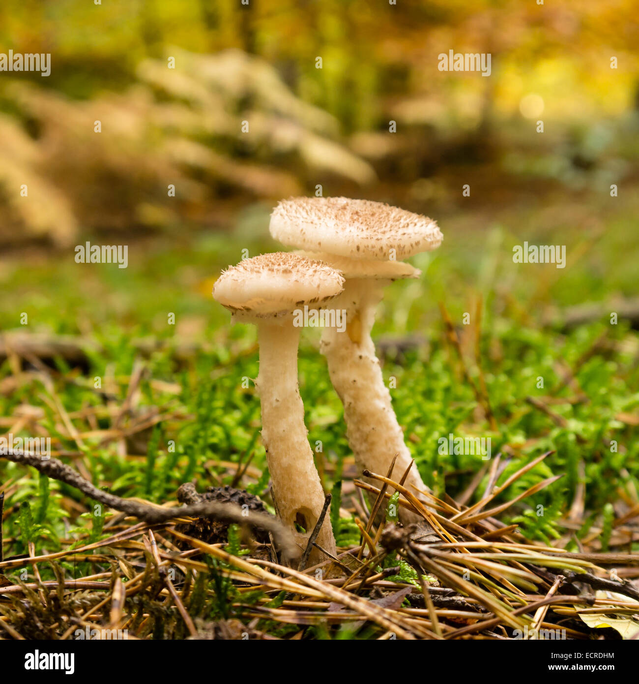 Funghi su una foresta di muschio piano Foto Stock