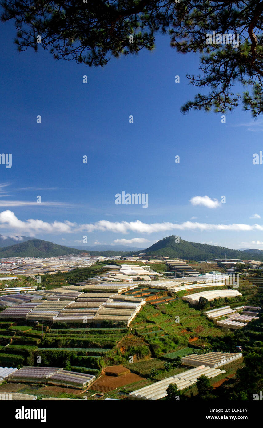 Vista delle serre utilizzate per la coltivazione di piante e ortaggi per uso domestico e per il consumo di esportazione nella da Lat bacino, Vietnam. Foto Stock