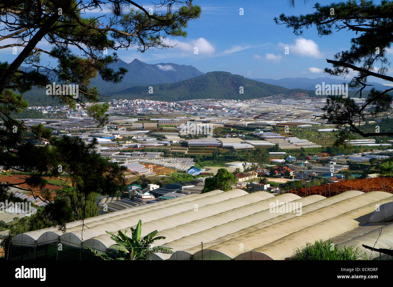 Vista delle serre utilizzate per la coltivazione di piante e ortaggi per uso domestico e per il consumo di esportazione nella da Lat bacino, Vietnam. Foto Stock