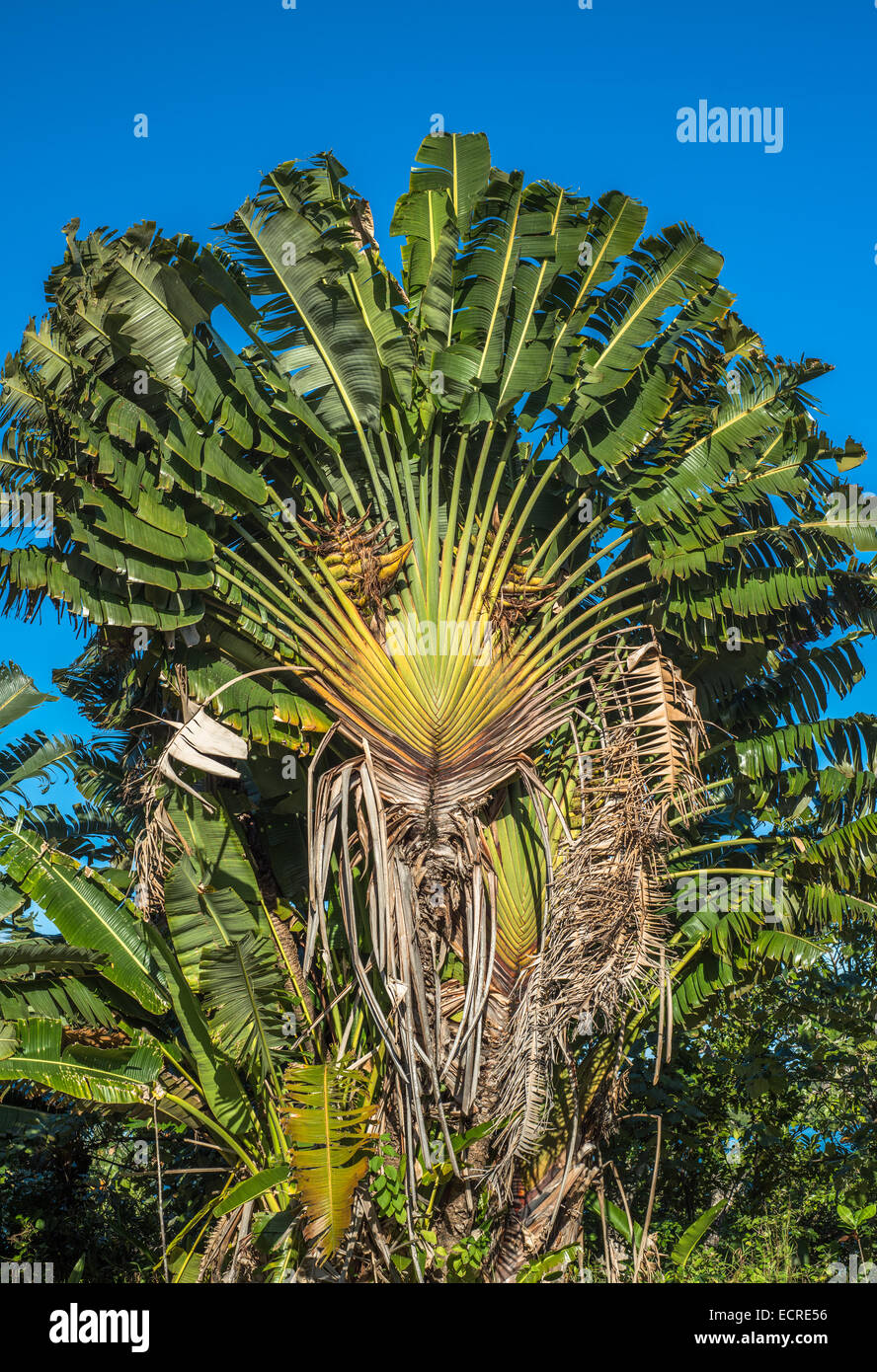 Ravenala o albero di viaggiatori su blue sky, Madagascar Foto Stock