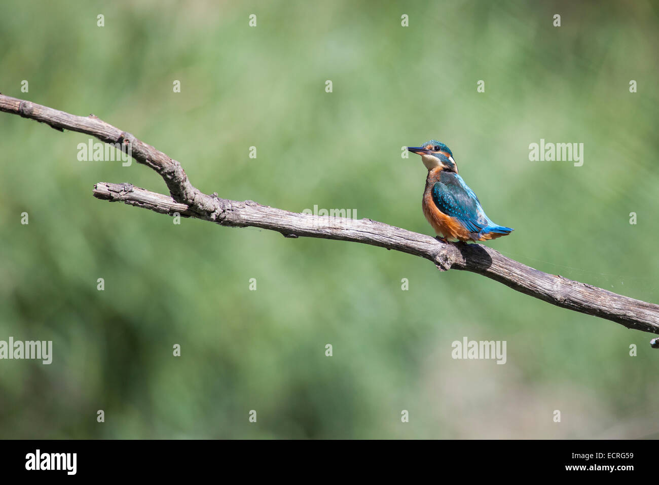 Kingfisher su un ramo Foto Stock