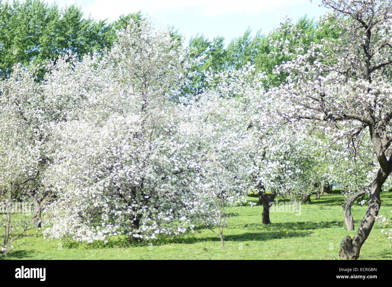 Fioritura bianco apple Apple Orchard Spring può Foto Stock