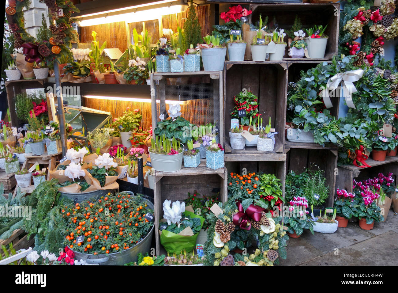 Primo piano di una bancarella di fiori di Natale a Milsom Street, Bath, Inghilterra, Regno Unito Foto Stock