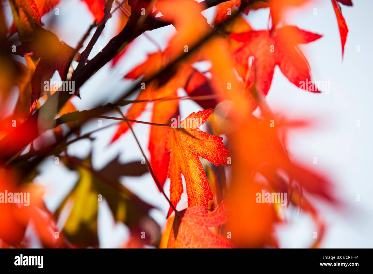 I colori autunnali su un giapponese di acero, ambleside, cumbria, Regno Unito. Foto Stock