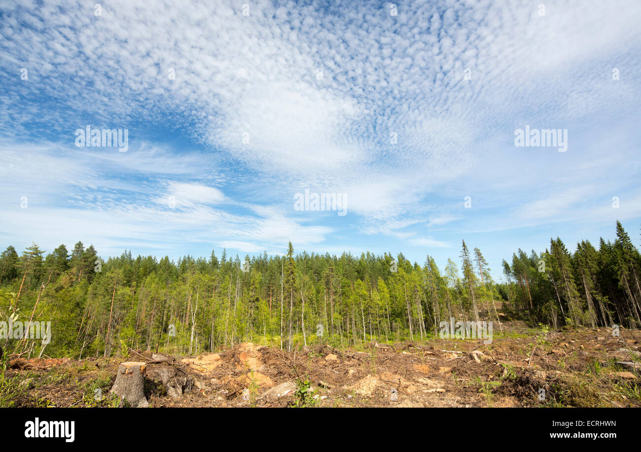 Cancella area di taglio nella foresta , Finlandia Foto Stock