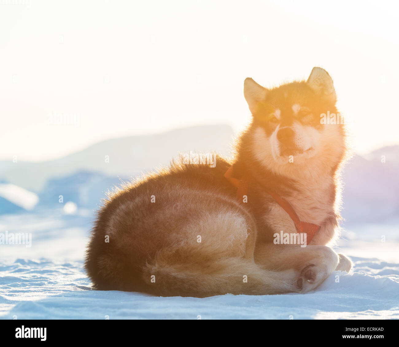 Sled Dog indossando un cablaggio riccioli fino al soleggiato neve Foto Stock