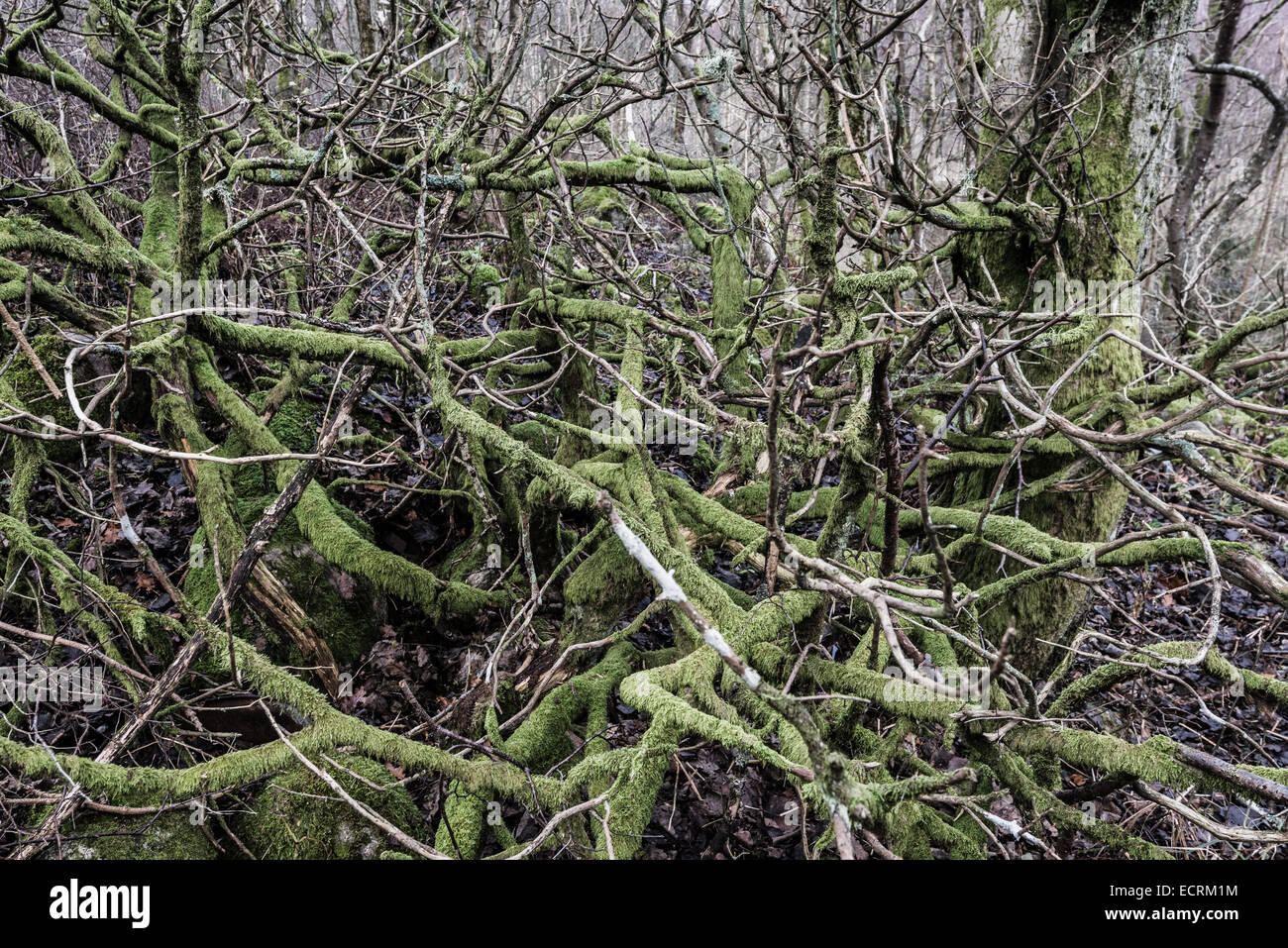 Groviglio di coperte di muschio rami in una foresta Foto Stock