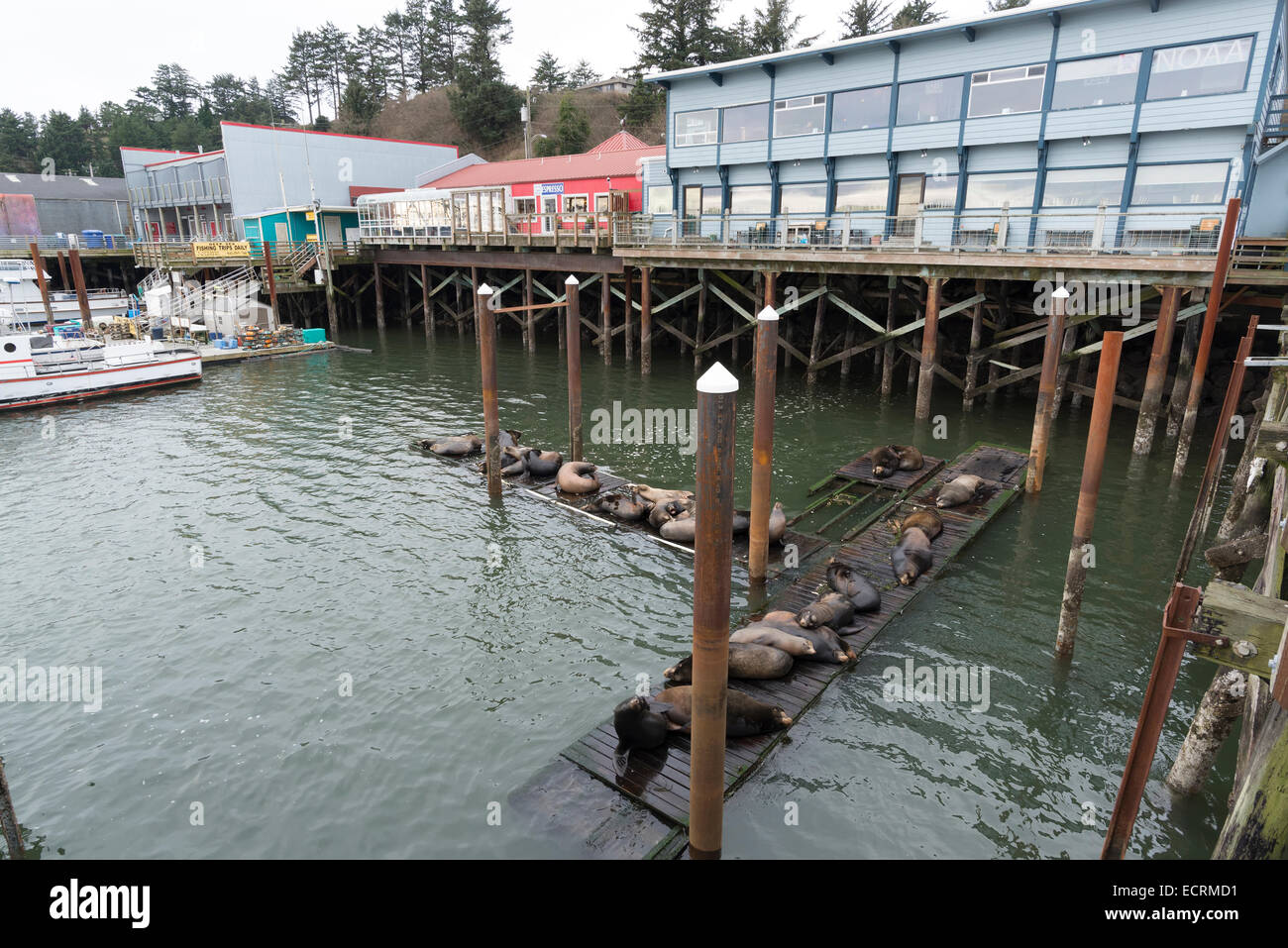 California i leoni di mare su un bacino galleggiante a Newport, Oregon. Foto Stock