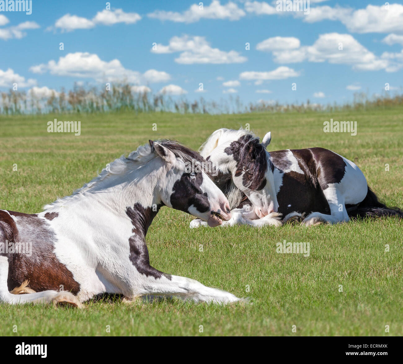 Gypsy Vanner Horse mares giacenti e di appoggio Foto Stock