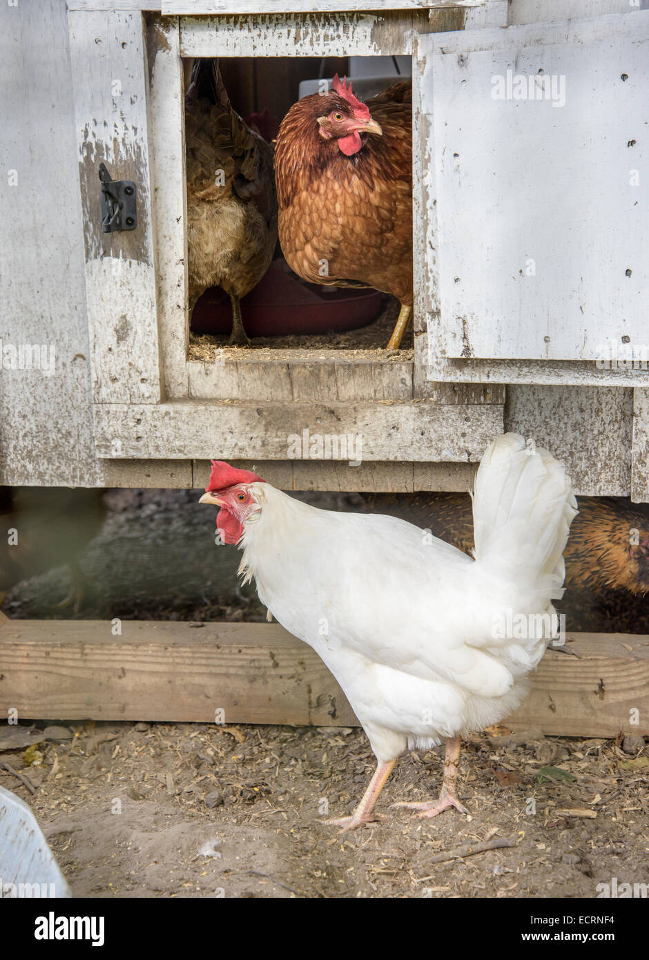 Le galline nel pollaio Foto Stock