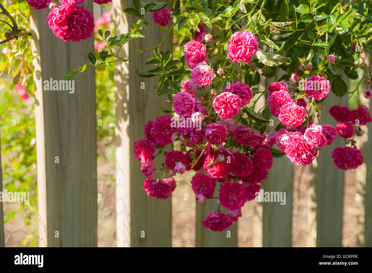 Le rose su white Picket Fence Foto Stock
