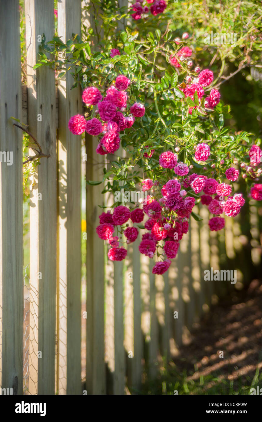 Le rose su white Picket Fence Foto Stock
