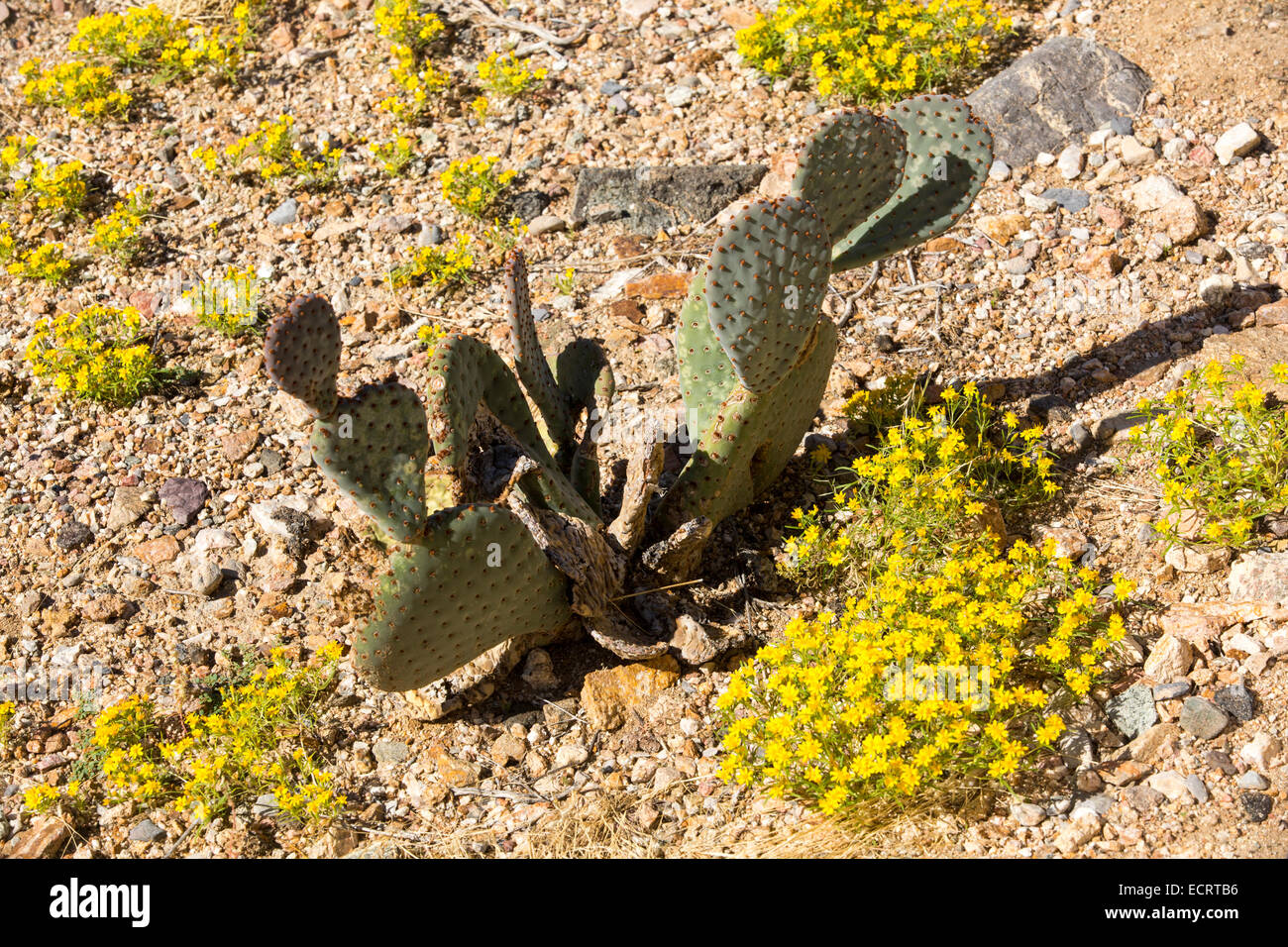 Cactus al Ivanpah impianto solare nel deserto di Mojave, California, Stati Uniti d'America. Foto Stock