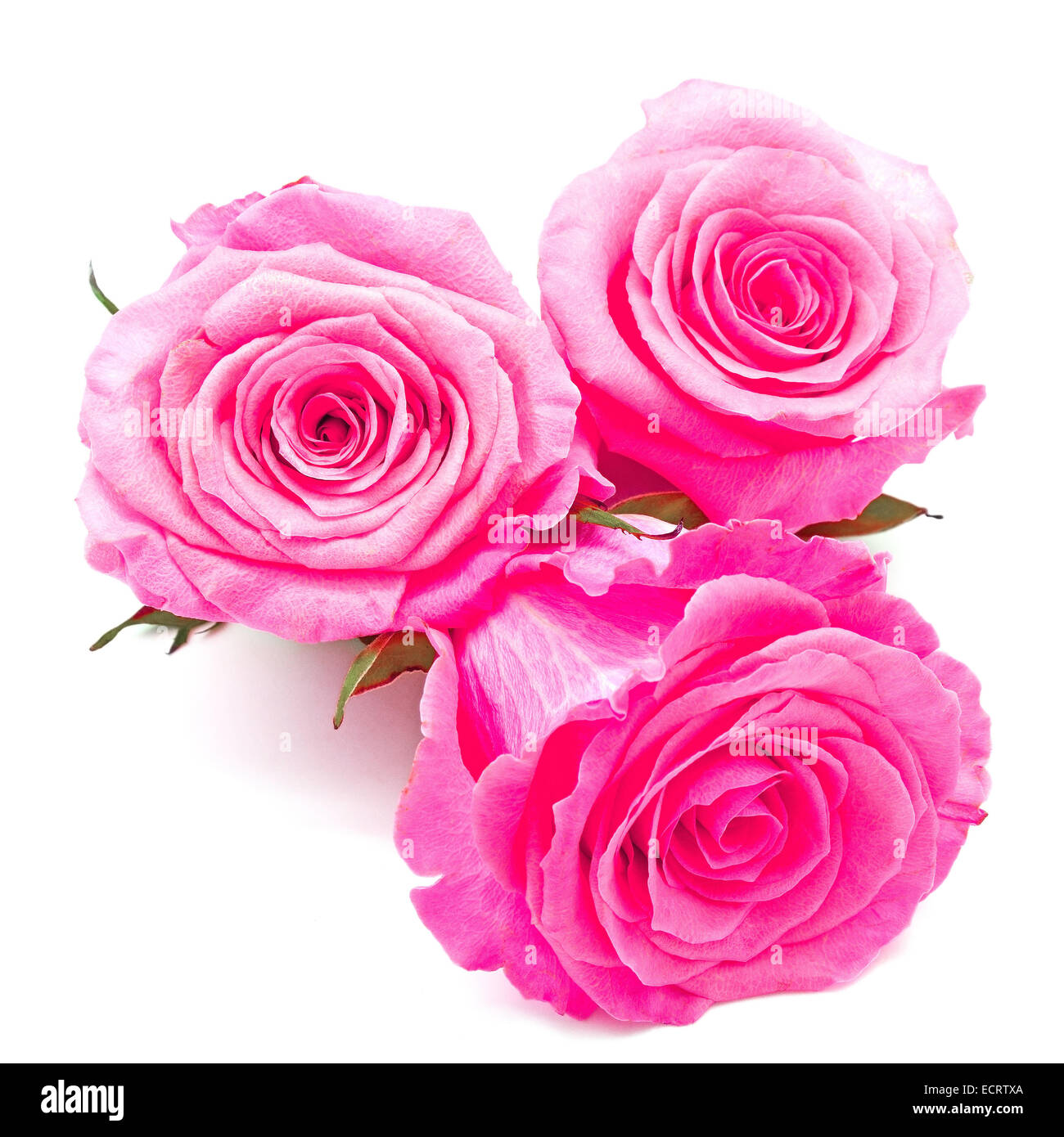 Bella rosa rosa isolato su sfondo bianco Foto Stock