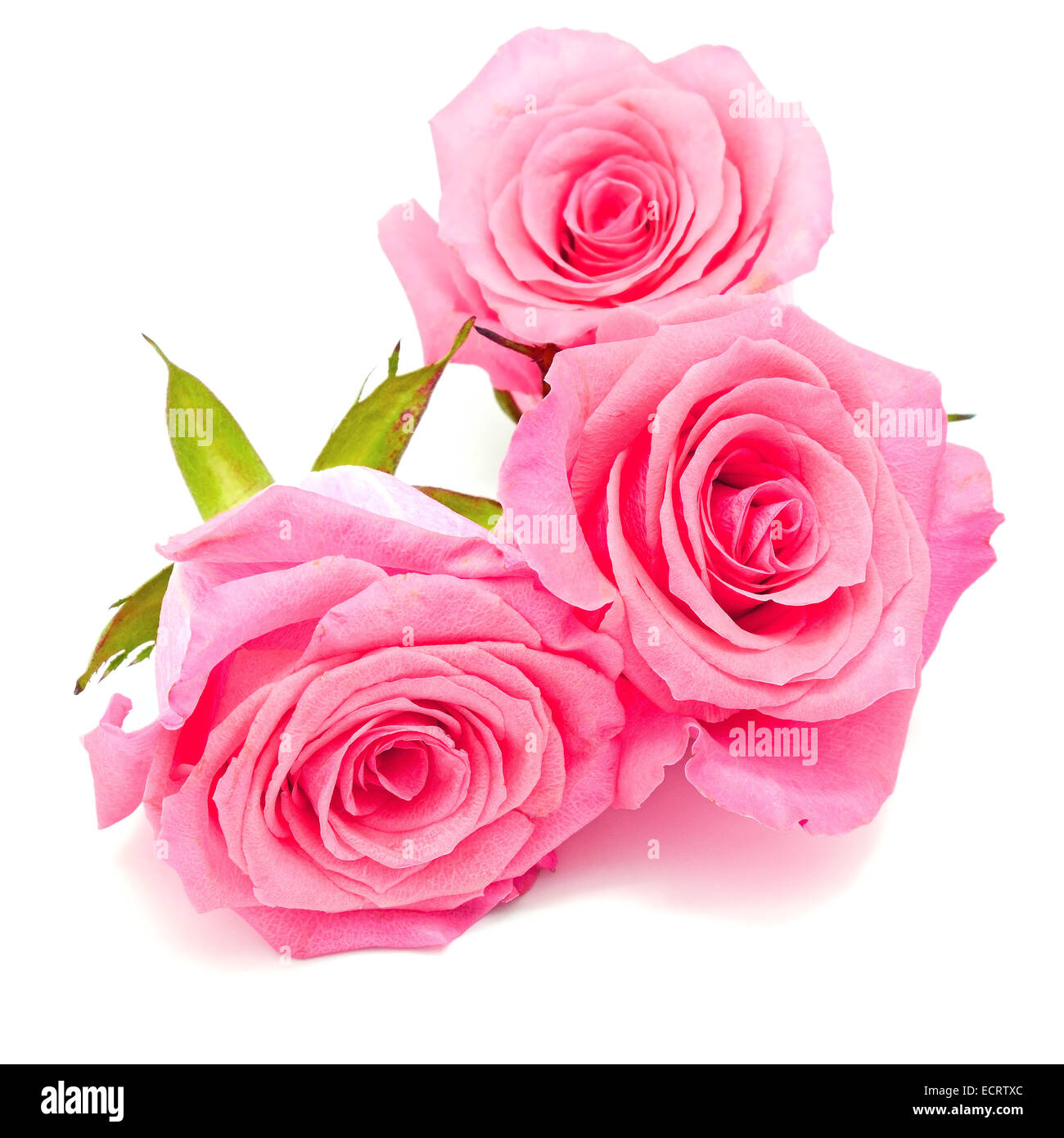 Bella rosa rosa isolato su sfondo bianco Foto Stock
