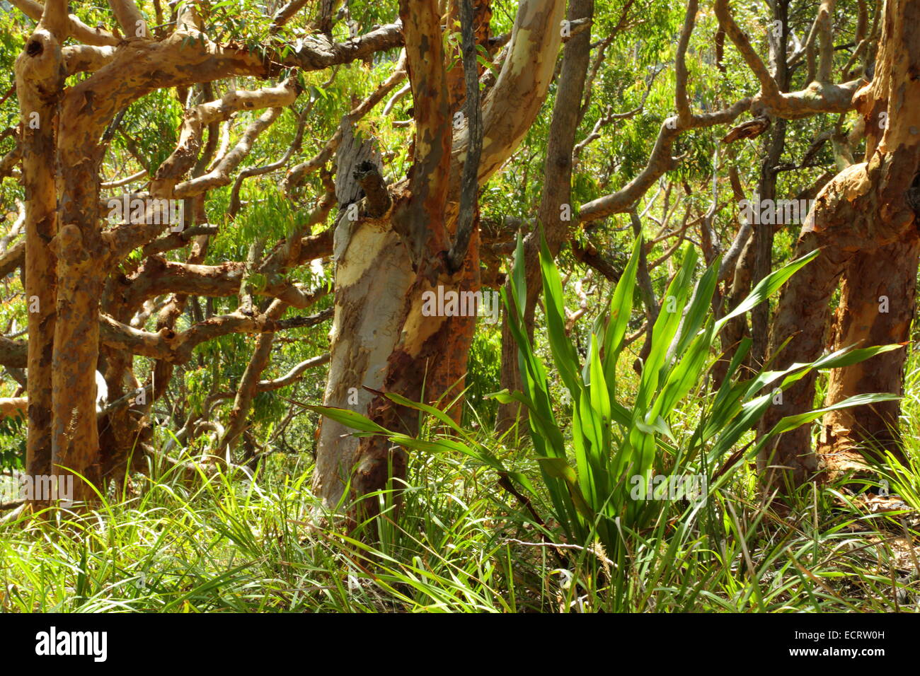 Foresta di eucalipti in Royal National Park, Lilyvale, NSW, Australia. Foto Stock