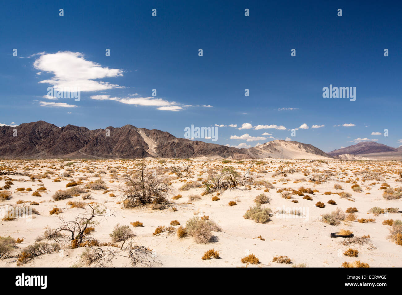 Tumbleweed cresce nel deserto di Mojave in California, Stati Uniti d'America. Foto Stock