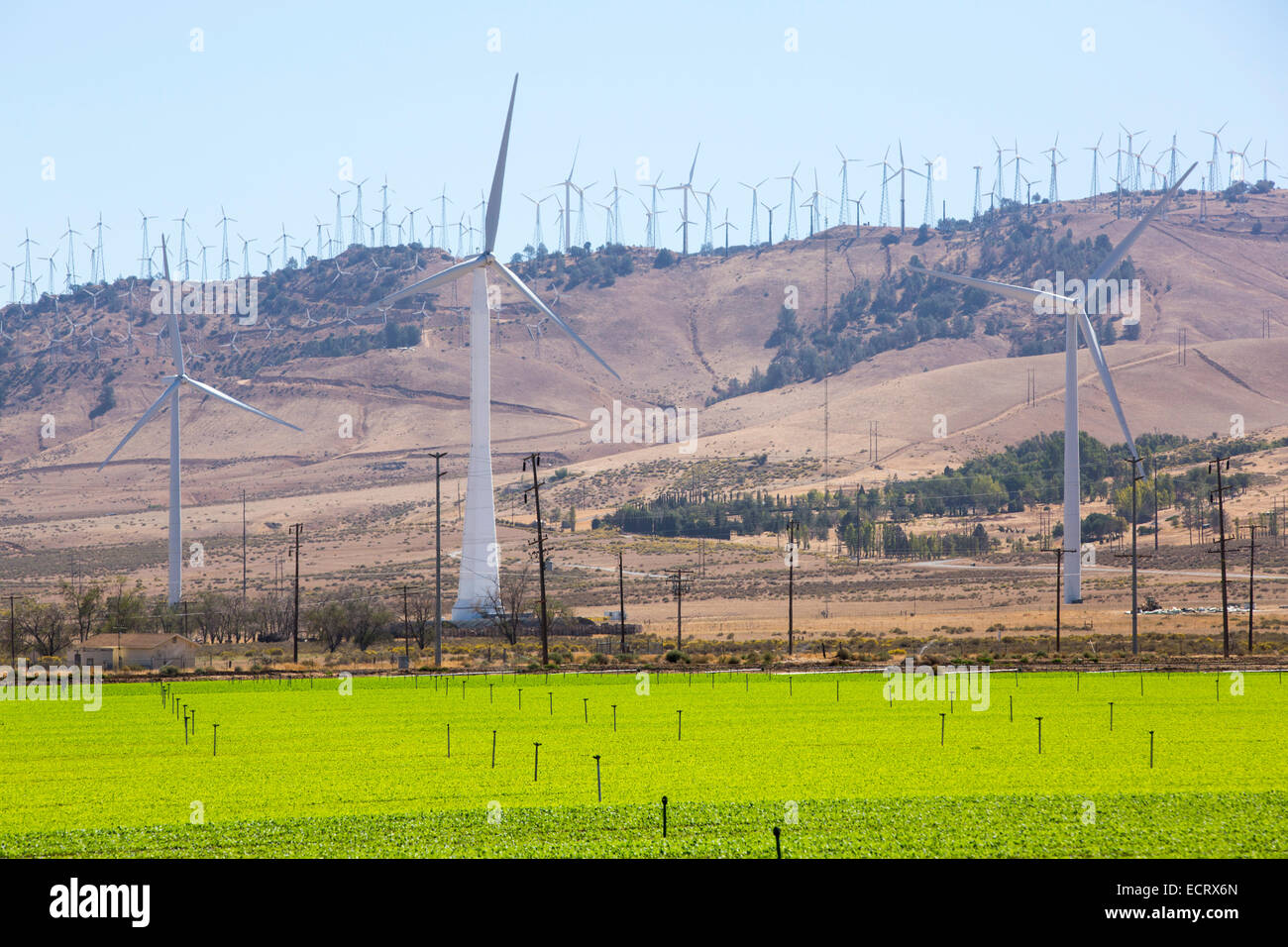 Colture irrigate al di sotto del Tehachapi Pass wind farm, il primo grande scala wind farm area sviluppata negli Stati Uniti, California Foto Stock