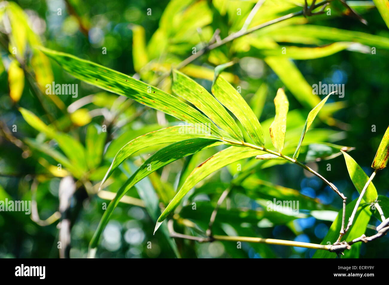 Verde foglie di bambù Foto Stock