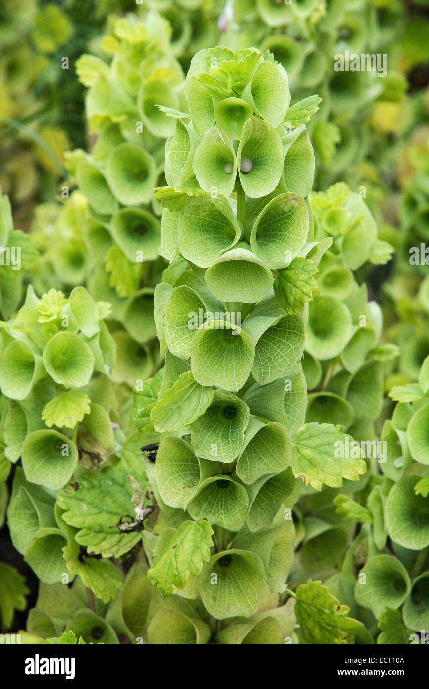 Moluccella laevis (campane-di-Irlanda, campane di Irlanda, Molucche, balmis Shellflower, Shell fiore) è una fioritura estiva annuale, Foto Stock