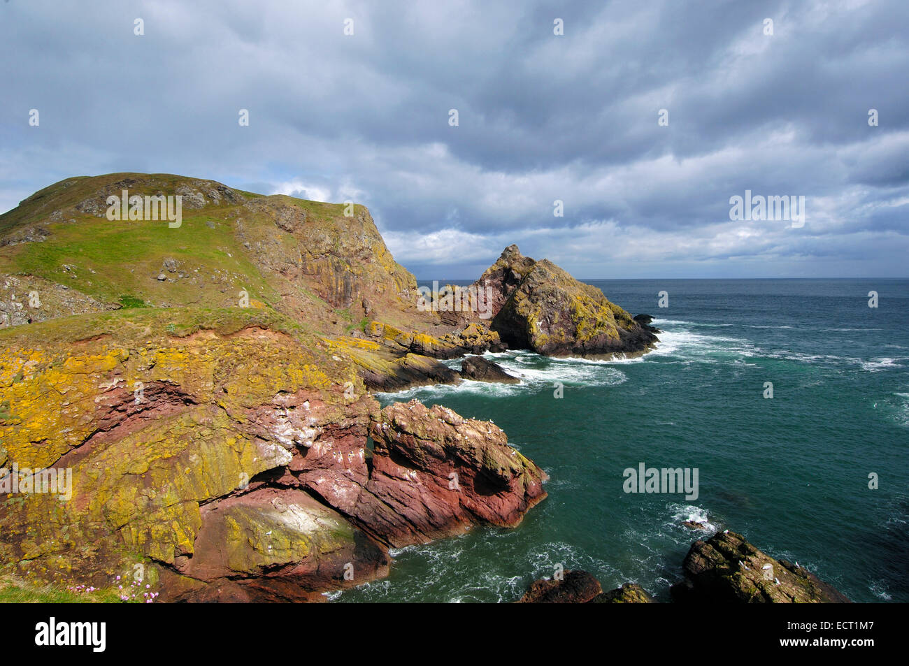 St Abb scogliere di testa, il santuario degli uccelli, Scottish Borders, Scotland, Regno Unito, Europa Foto Stock