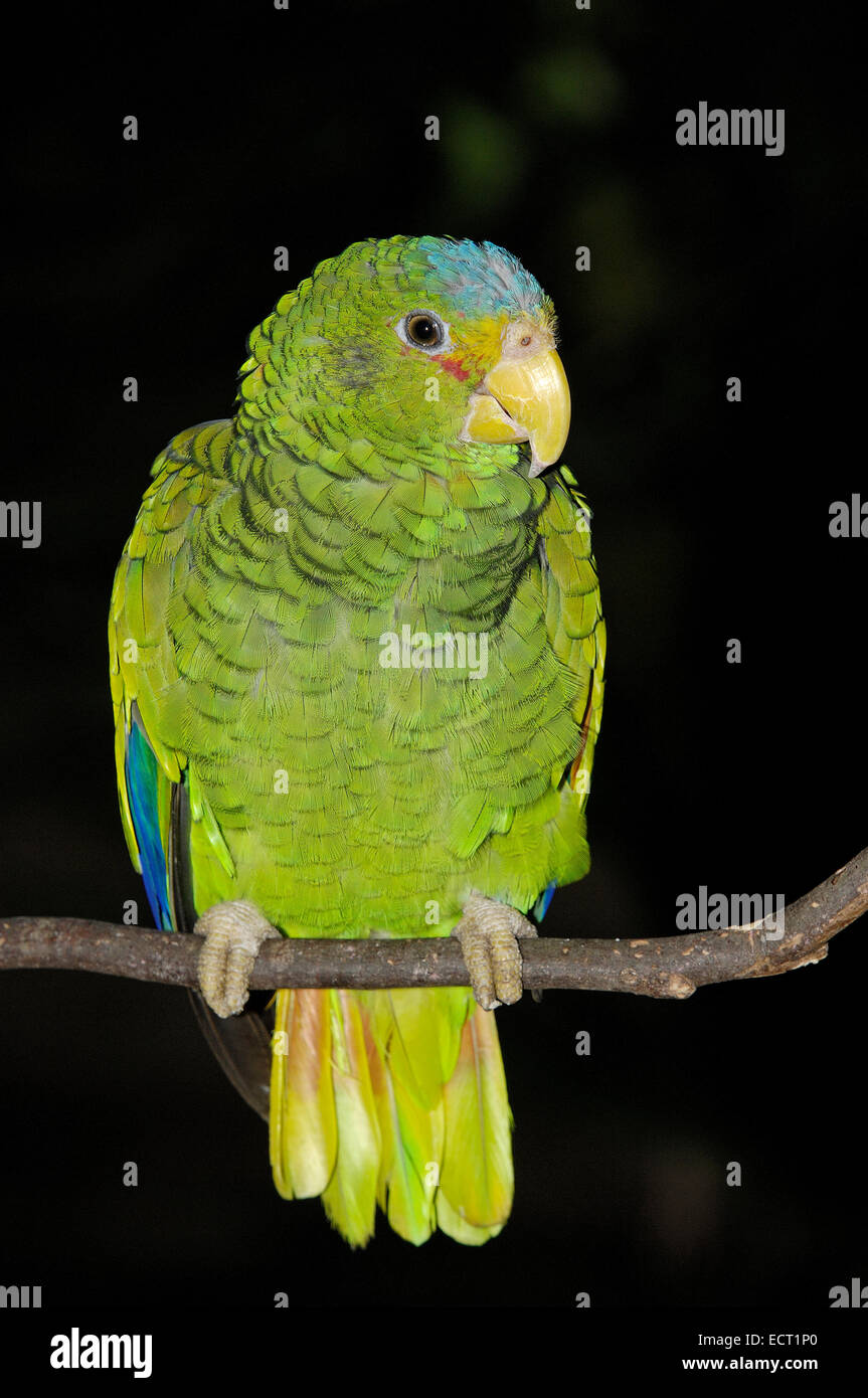 Blu-fronteggiata parrot (Amazon aestiva), a Xcaret, eco-parco archeologico, Playa del Carmen, Quintana Roo stato, Riviera Maya Foto Stock