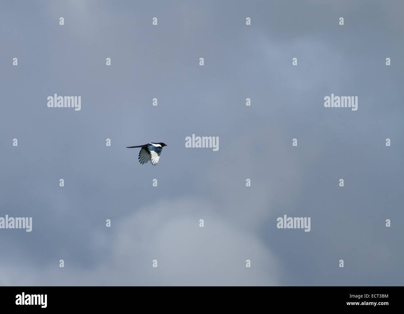 Bianco e nero gazza volare nel cielo nuvoloso Foto Stock