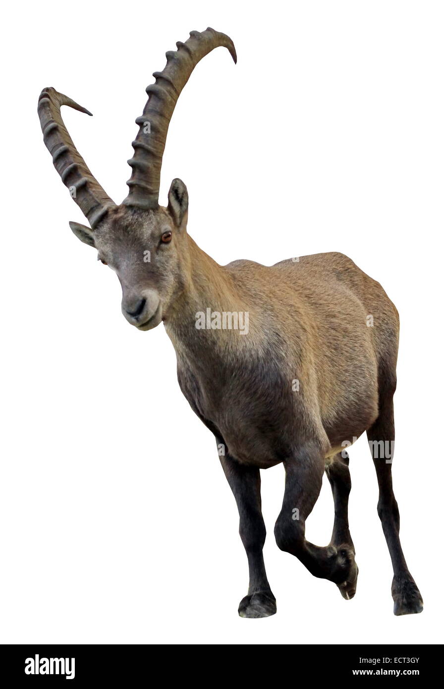 Maschio di stambecco (Capra ibex) o steinbock ritratto in uno sfondo bianco Foto Stock
