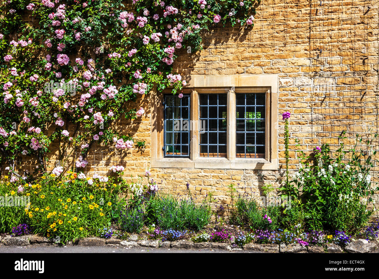 Cotswold stone house davanti con bifore con piombo, windows e rampicate rose. Foto Stock