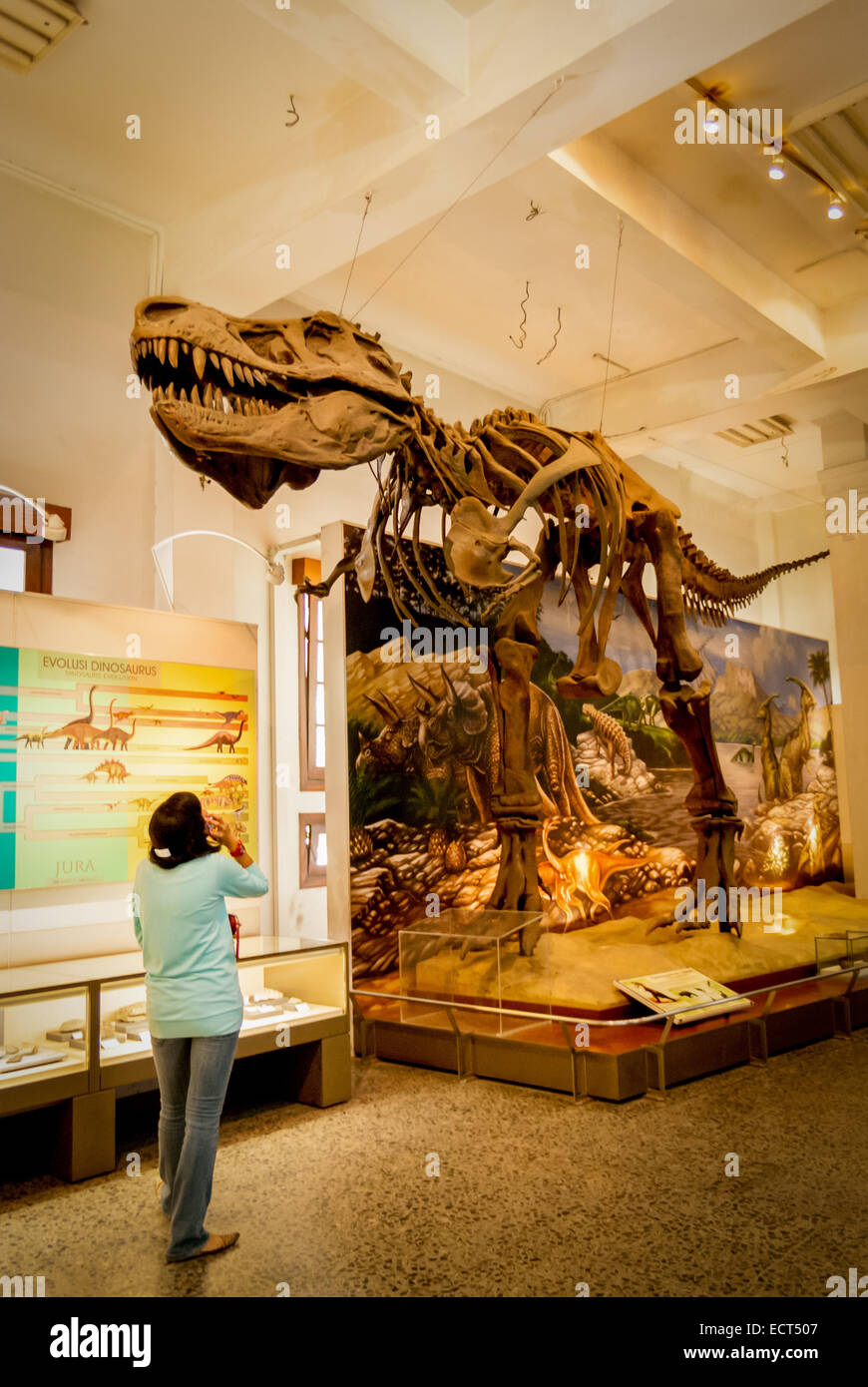 Una donna visitatrice sta prestando attenzione alla ricostruzione di un Tyrannosaurus rex al Museo Geologi (Museo di Geologia) a Bandung, Giava Occidentale, Indonesia. Foto Stock