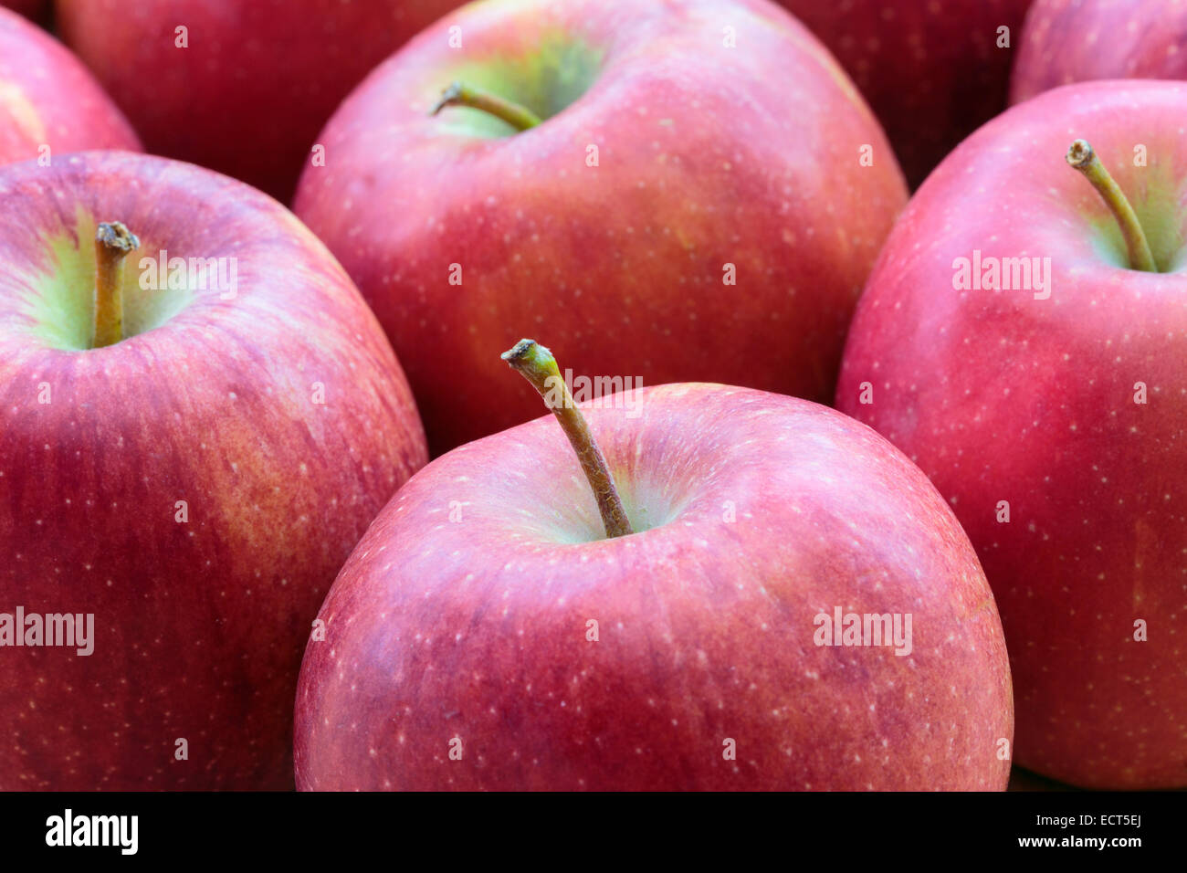 Rosso rosato le mele fresche per mangiare. Inghilterra Regno Unito Gran Bretagna Foto Stock